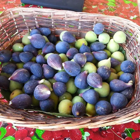 Landsted Podere La Querce *